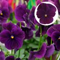Afbeelding van Viola P9 kleinbloemig Purple